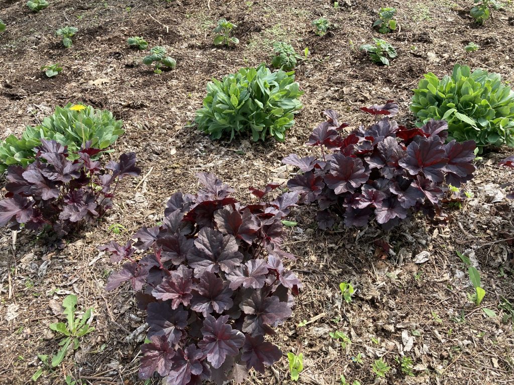 a reddish purplish plant
