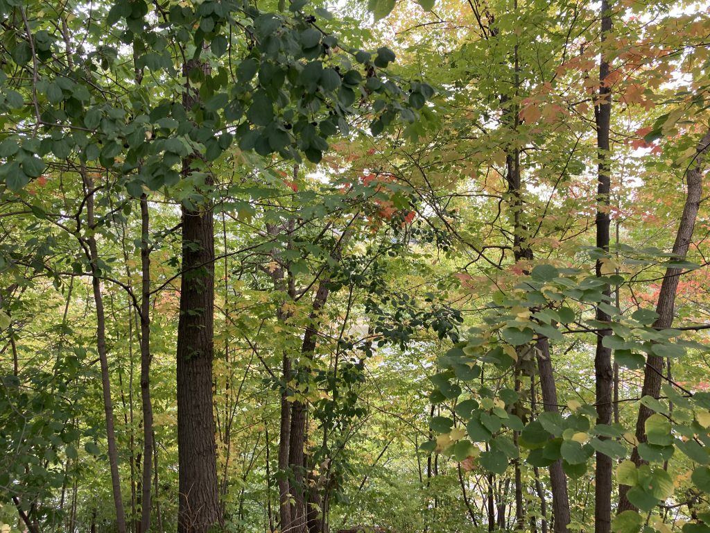 fall leaves, mostly yellow, several straight brown trunks, no view of the river