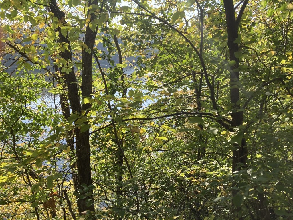 Thinning leaves, some yellow, some green. Straight and slender brown trunks. A view of the river -- blue? gray? a few ripples