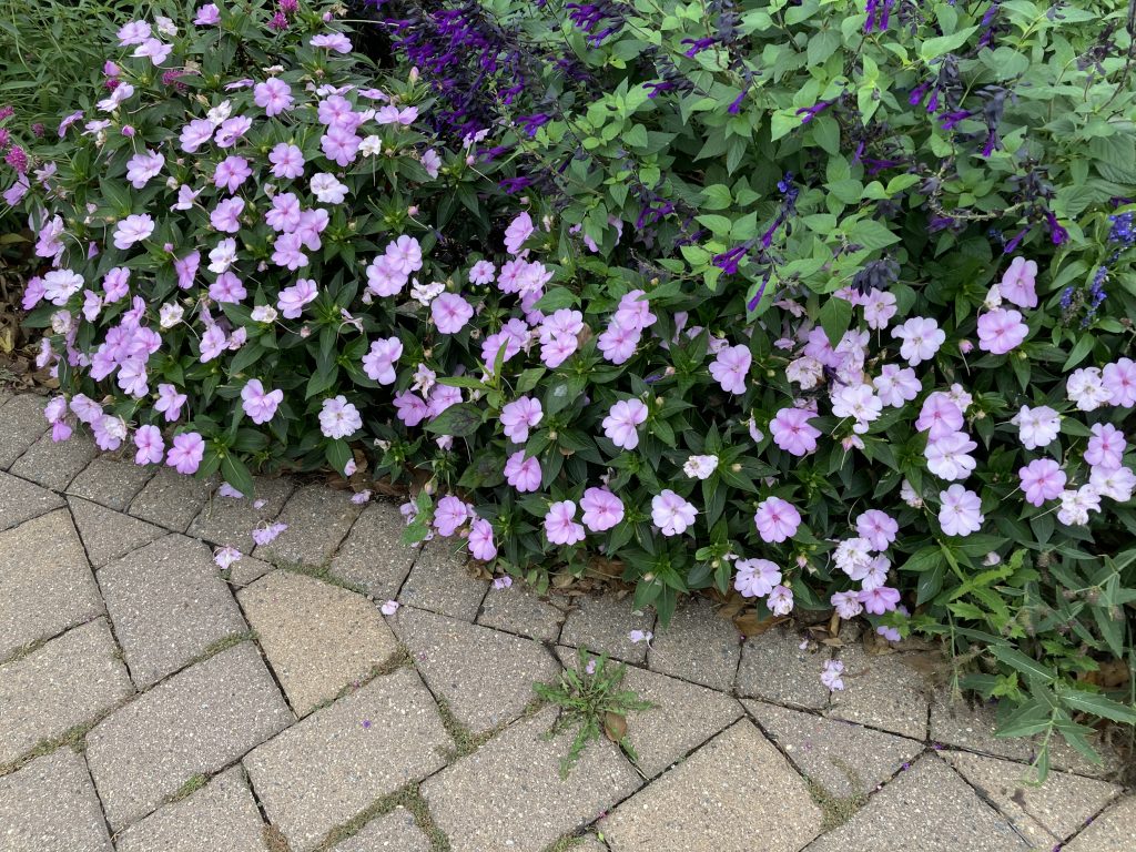 Pale purple flowers at Longfellow Gardens. In person, these flowers were so pale and so bright, almost white, that I imagined them to be ghost flowers.