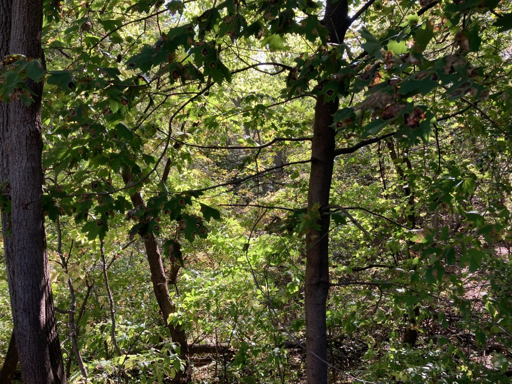 Above the ravine, at a split rail fence, only seeing a few dark trunks, some green and yellow leaves. No way to see what's below.