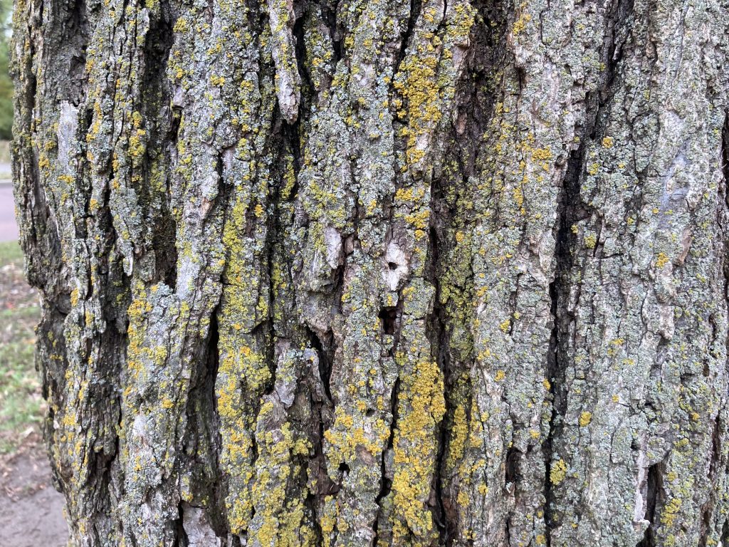 A close-up image of tree bark that is rough and brownish gray (or grayish brown). There are streaks of greenish-yellow lichen on the bark. While taking this picture, with my face close to the trunk, I could see the lichen. And, if I put my face close to the screen while studying the picture, I can still see it. I can also see the lichen in the picture if I turn my head slightly and look at it through my peripheral vision. But at a normal (1 foot) distance, I can't see the lichen. It blends in, not looking yellow or green but light brown.