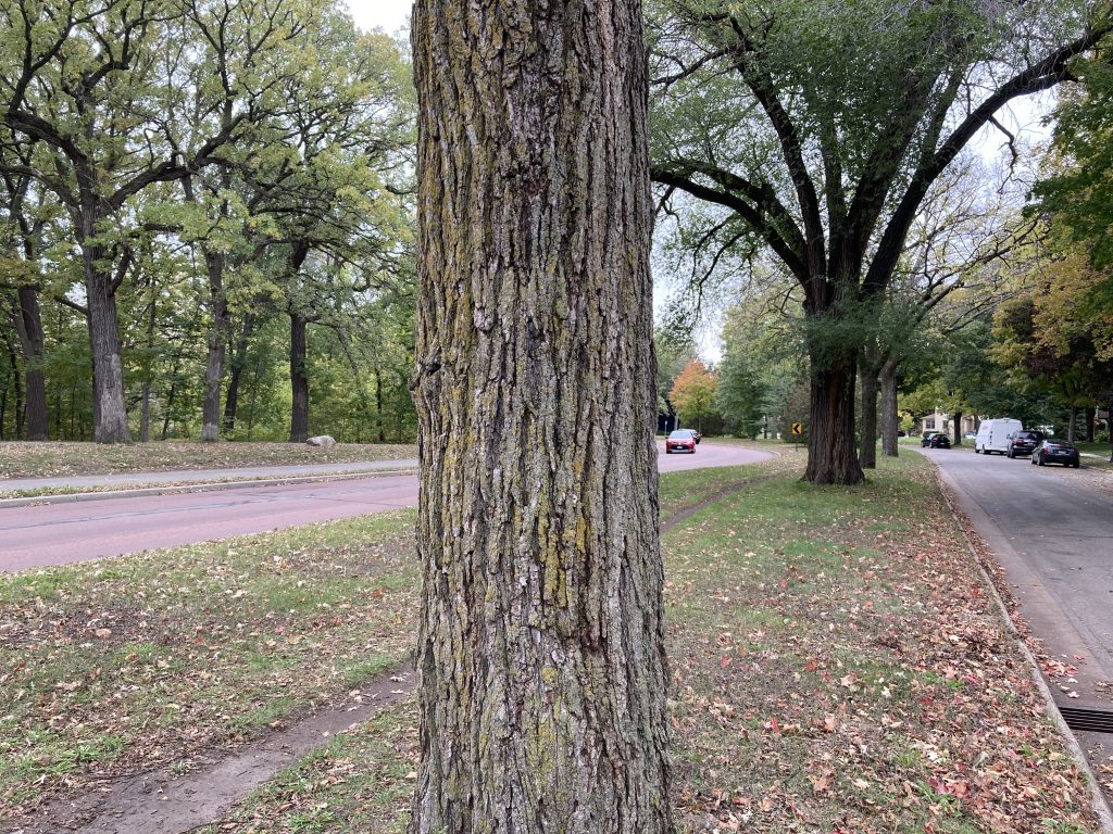 The trunk of a tree with rough bark. A few more trees and a road behind it.