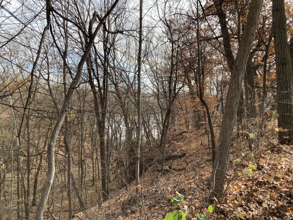 My view from the bridge of some bare-branched trees. Everything mostly brown, with a few streaks of white (or gray?) peeking through. The white is the water, or is it the sky? Difficult to tell. Below the frame of this imagine (just out of the picture), is a branch with green leaves, swaying in the wind. Also out of the frame is a walker with a dog, walking by. I didn't notice them until they passed by and crossed my periphery.