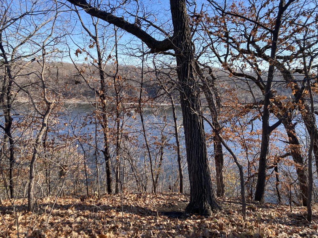 A view from above of the Mississippi gorge and river. Just to the right of center in the image a thick brown tree trunk stands -- well, not that thick, but much thicker than the other trunks surrounding it. To me, this trunk looks like a tall person, with a long neck and a head that's just off the edge of the top of the frame. They have one arm (which is actually a bare branch) that extends up and across and then off the top of the frame. This arm is bent which creates the illusion of an elbow, an armpit, and a torso. Below the tree are dead leaves, light brown, and beyond the tree is a blue river and then a brown bank.