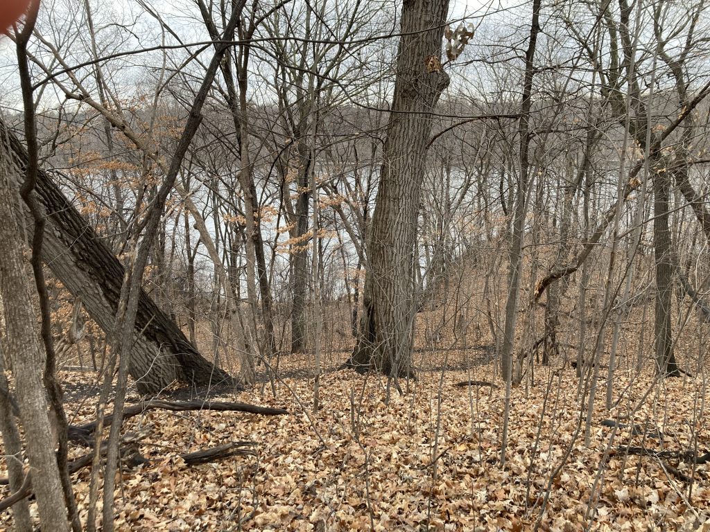 My view from above the gorge: bare limbed trees, all trunk and thin branches. A few trunks are thick -- like the one near the center of the image or the one leaning on the left side -- but most are thin, creating a transparent screen between runner (me) and river. The ground, in the bottom third of the picture, is mostly dead, curled-up brown leaves. 