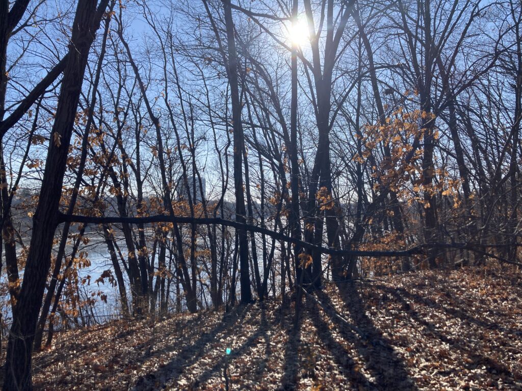 Most of the image is of dark, bare branches and their shadows on a snow-less ground. Through the trees is an iced river and the sun.