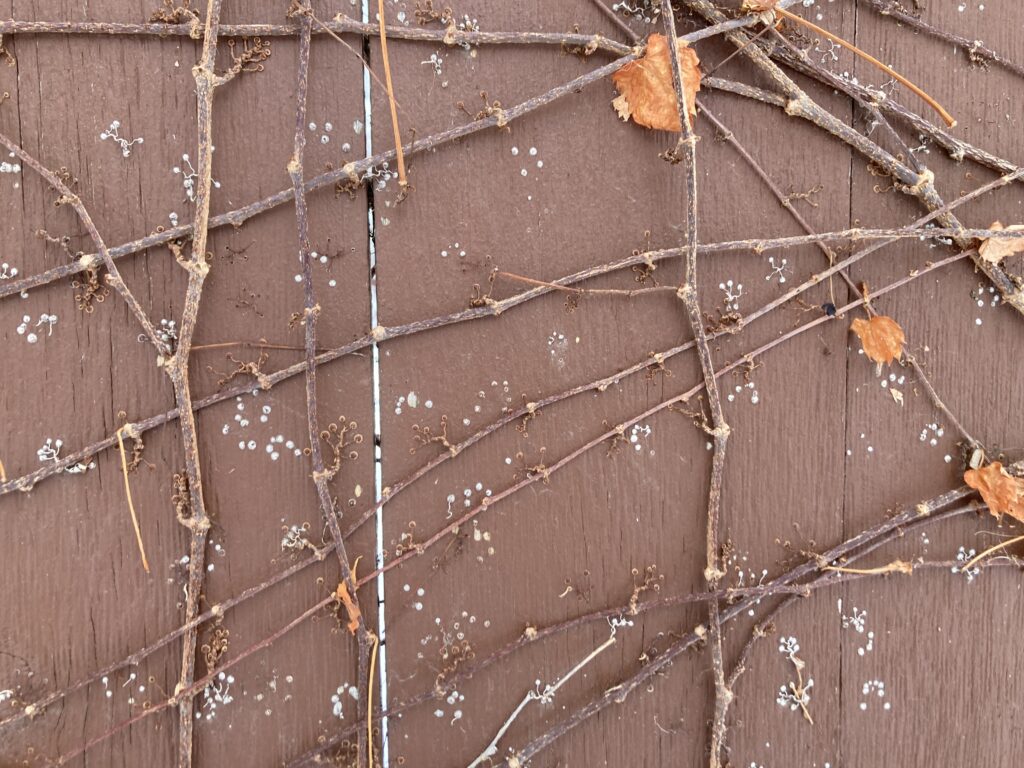 vine with ice, snow, orange leaves, on brown fence