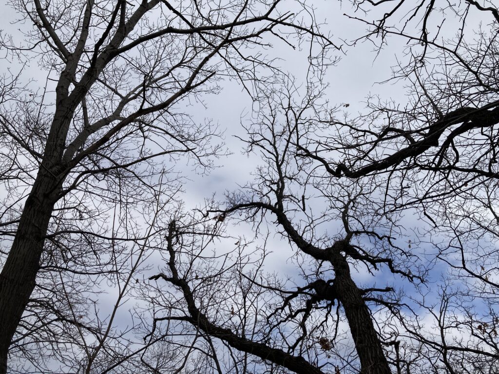 bare branches, some thick, some thin, against a gray sky with hints of blue