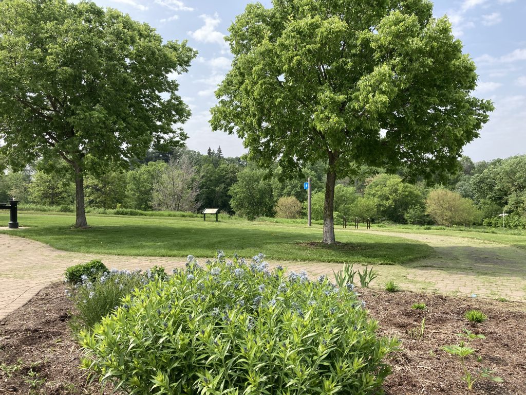 2 trees in the background, a flowering bush with faint purple flowers in the foreground
